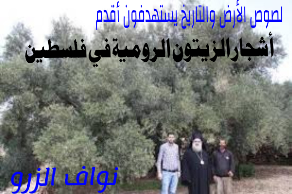 لصوص الأرض والتاريخ يستهدفون أقدم أشجار الزيتون الرومية في فلسطين...!